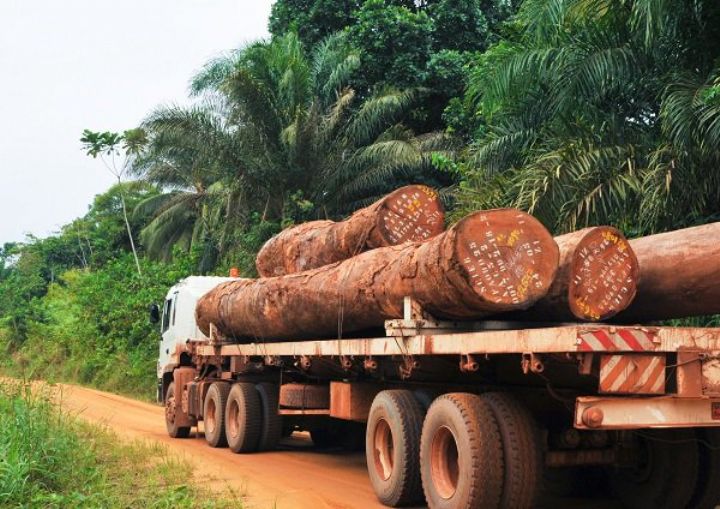 Exploitation Forestière